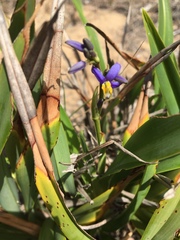Dianella congesta