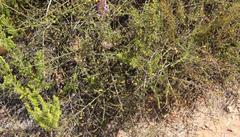 Aspalathus tenuissima