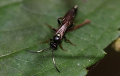 Vulgichneumon saturatorius