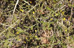 Aspalathus tenuissima