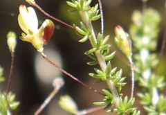 Aspalathus tenuissima