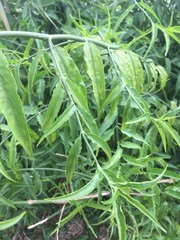 Clinacanthus nutans