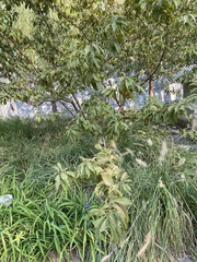 Amygdalus