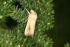 Leucania inconspicua