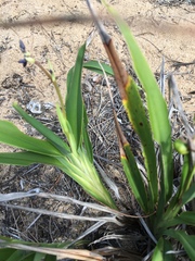 Dianella congesta