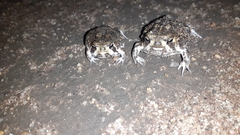 Breviceps adspersus