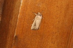 Leucania inconspicua