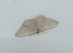 Idaea distinctaria