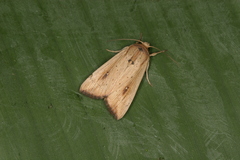 Leucania inconspicua