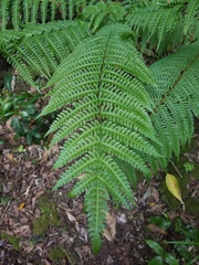 Pteris tripartita