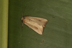 Leucania inconspicua