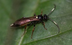Vulgichneumon saturatorius