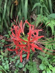Lycoris radiata