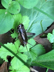 Loxoblemmus arietulus