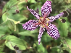 Tricyrtis