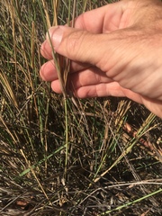Aristida lignosa