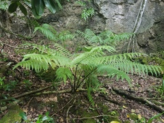 Pteris tripartita