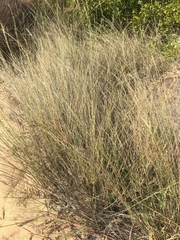 Aristida lignosa