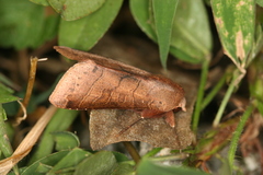 Marilopteryx lamptera