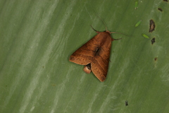 Marilopteryx lamptera