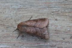 Marilopteryx lamptera