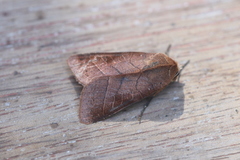 Marilopteryx lamptera