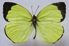 Abaeis xantochlora xantochlora