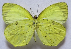 Abaeis xantochlora xantochlora