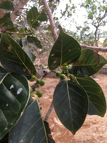 Ficus botryoides image