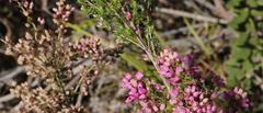 Erica nutans