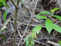 Aurotipula clara