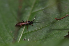 Vulgichneumon saturatorius