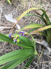 Dianella congesta