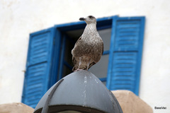 Larus michahellis