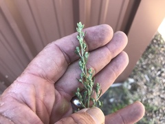 Artemisia carruthii