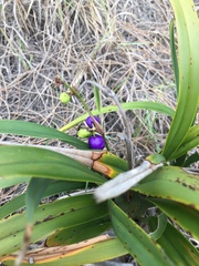 Dianella congesta