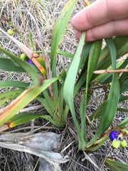 Dianella congesta