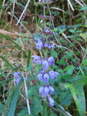 Salvia japonica