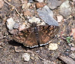 Erynnis pacuvius