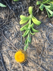 Coronidium oxylepis carnosum