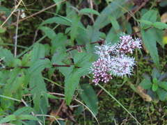 Eupatorium shimadae