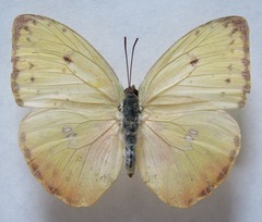 Phoebis philea philea