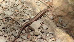 Caledoniscincus austrocaledonicus