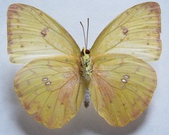 Phoebis philea philea