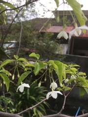 Wrightia religiosa