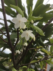 Wrightia religiosa