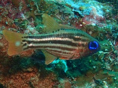 Ostorhinchus compressus