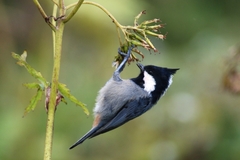 Periparus rubidiventris