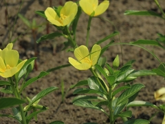 Ludwigia taiwanensis