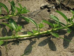 Ludwigia taiwanensis